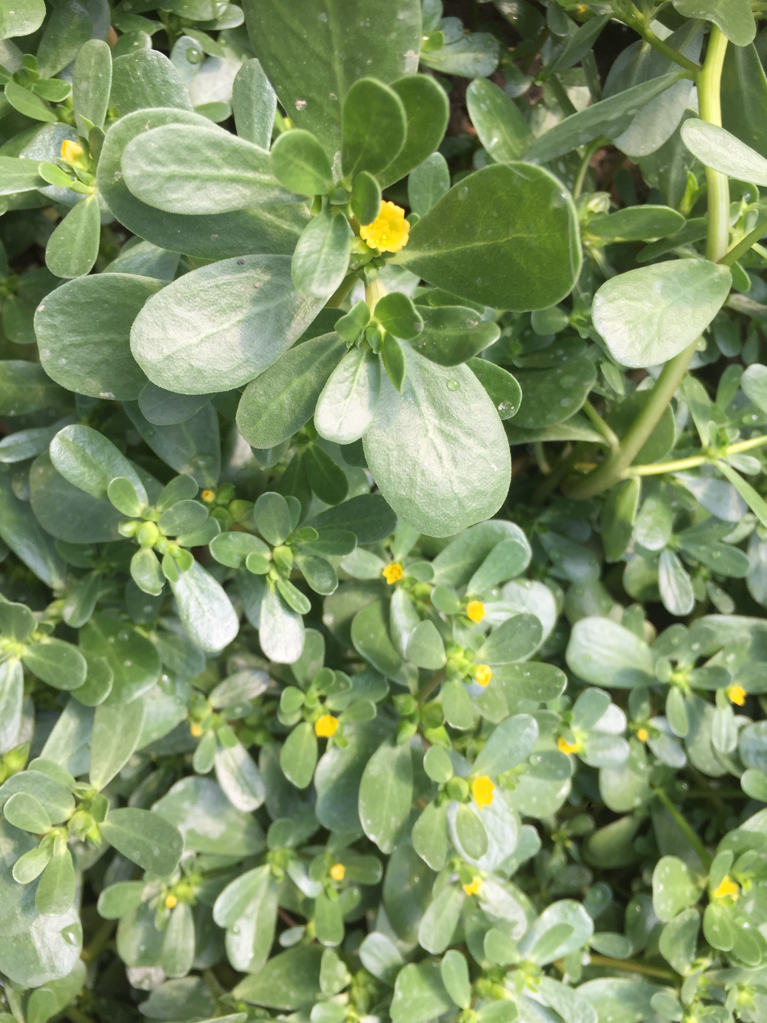 Purslane in full bloom.